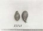 Click for 1 image(s) for this accession. FRUIT